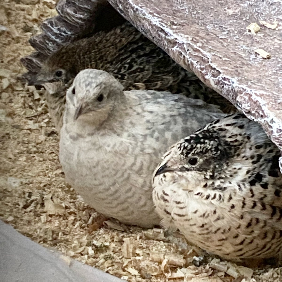 Mercy’s ‘what do you want’ face is priceless! 🤍
#bird #birds #birdlover #quail #birdwatching #birdphotography
