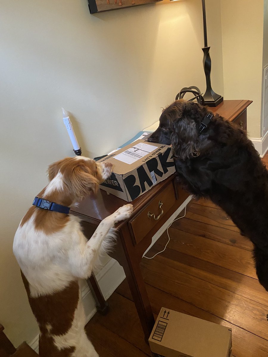 Scout_Gus's tweet photo. We got the “pool party” @barkbox today and we’re hoping that the pool shows up soon! https://t.co/VmEqtIWVyI