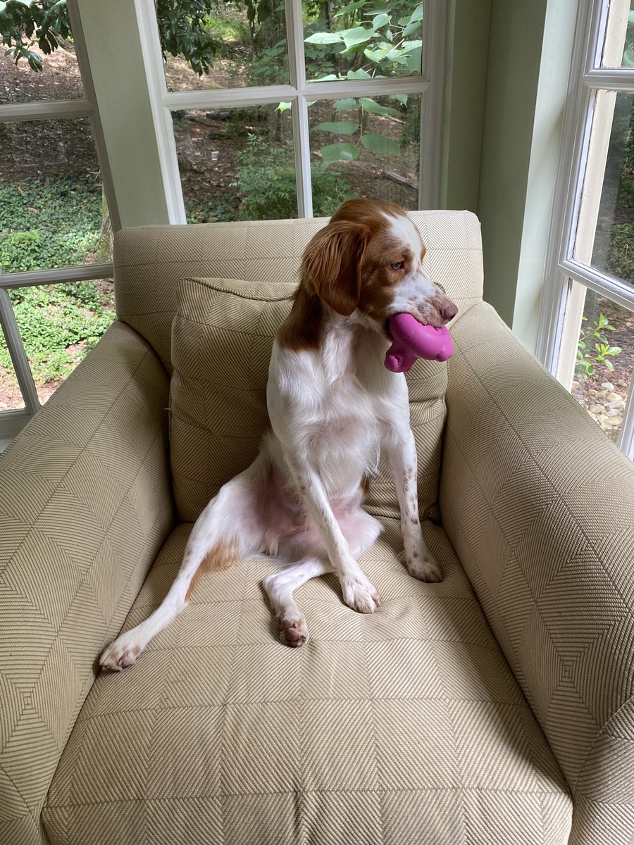 Scout_Gus's tweet photo. We got the “pool party” @barkbox today and we’re hoping that the pool shows up soon! https://t.co/VmEqtIWVyI