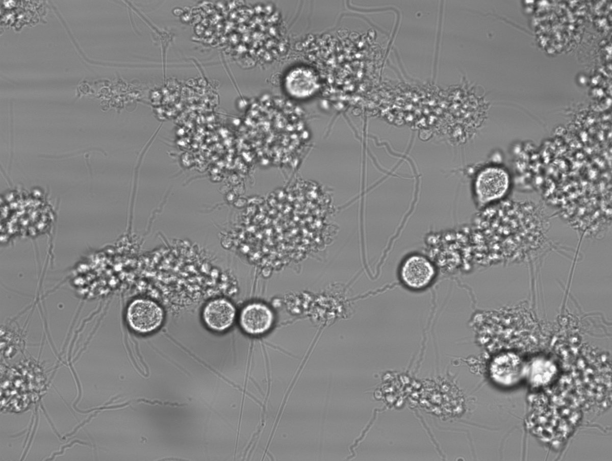 Vanessa Bröker tweet media