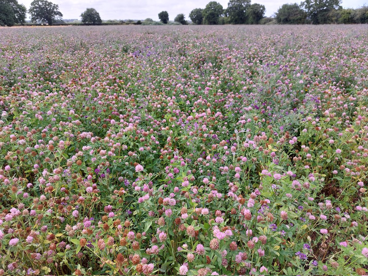 carlsayerUCL's tweet photo. Well done farmers. This field full of legumes in #Bodham, Norfolk had more bees in it than I have ever seen in my life! @NFFNUK @FarmWildlifeUK https://t.co/BM6s9FXvtV