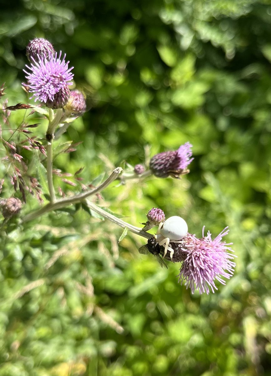 lene_midtgaard's tweet photo. If you need reasons to love, like or just tolerate your “weeds” 🤗 https://t.co/za3CSF5dkG