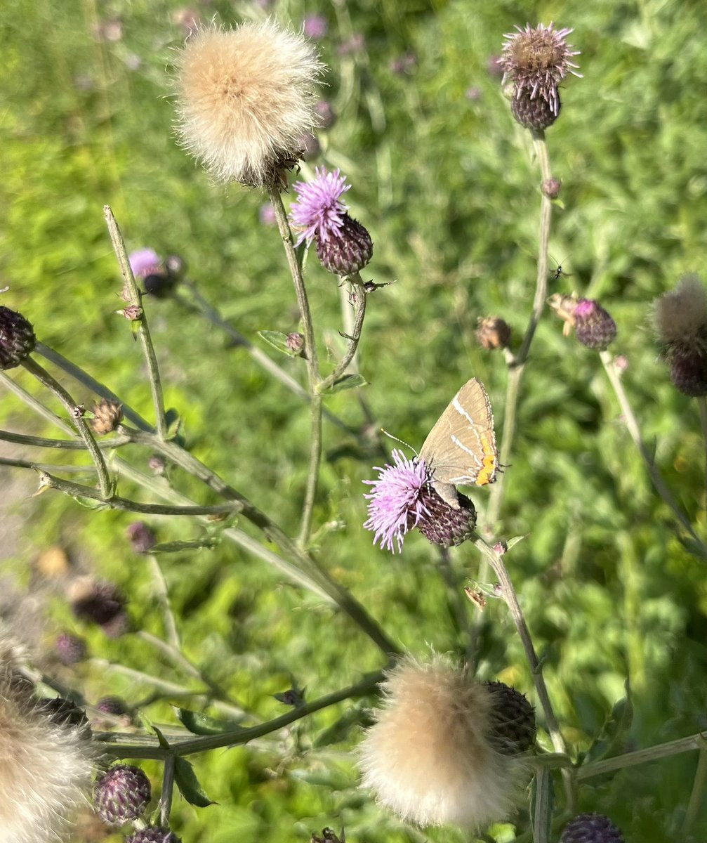 lene_midtgaard's tweet photo. If you need reasons to love, like or just tolerate your “weeds” 🤗 https://t.co/za3CSF5dkG