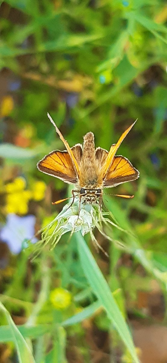 Tony Dyda (@thedyda) on Twitter photo Rove beetle and small skipper from work today. Brilliant to see conservation work and a caravan park working together with sightings like this daily. Tyddyn Isaf rocks conservation! <a href="/pacunliffe/">Phil Cunliffe ๐ท๐ฆ๐ฉ๐ฆซ๐๐ป๐บ๐ฆ</a> <a href="/muliernatura/">Vicky</a> <a href="/TyddynIsaf/">Tyddyn Isaf Caravan Park</a> # insects # conservation Rove beetle and small skipper from work today. Brilliant to see conservation work and a caravan park working together with sightings like this daily. Tyddyn Isaf rocks conservation! <a href="/pacunliffe/">Phil Cunliffe ๐ท๐ฆ๐ฉ๐ฆซ๐๐ป๐บ๐ฆ</a> <a href="/muliernatura/">Vicky</a> <a href="/TyddynIsaf/">Tyddyn Isaf Caravan Park</a> # insects # conservation