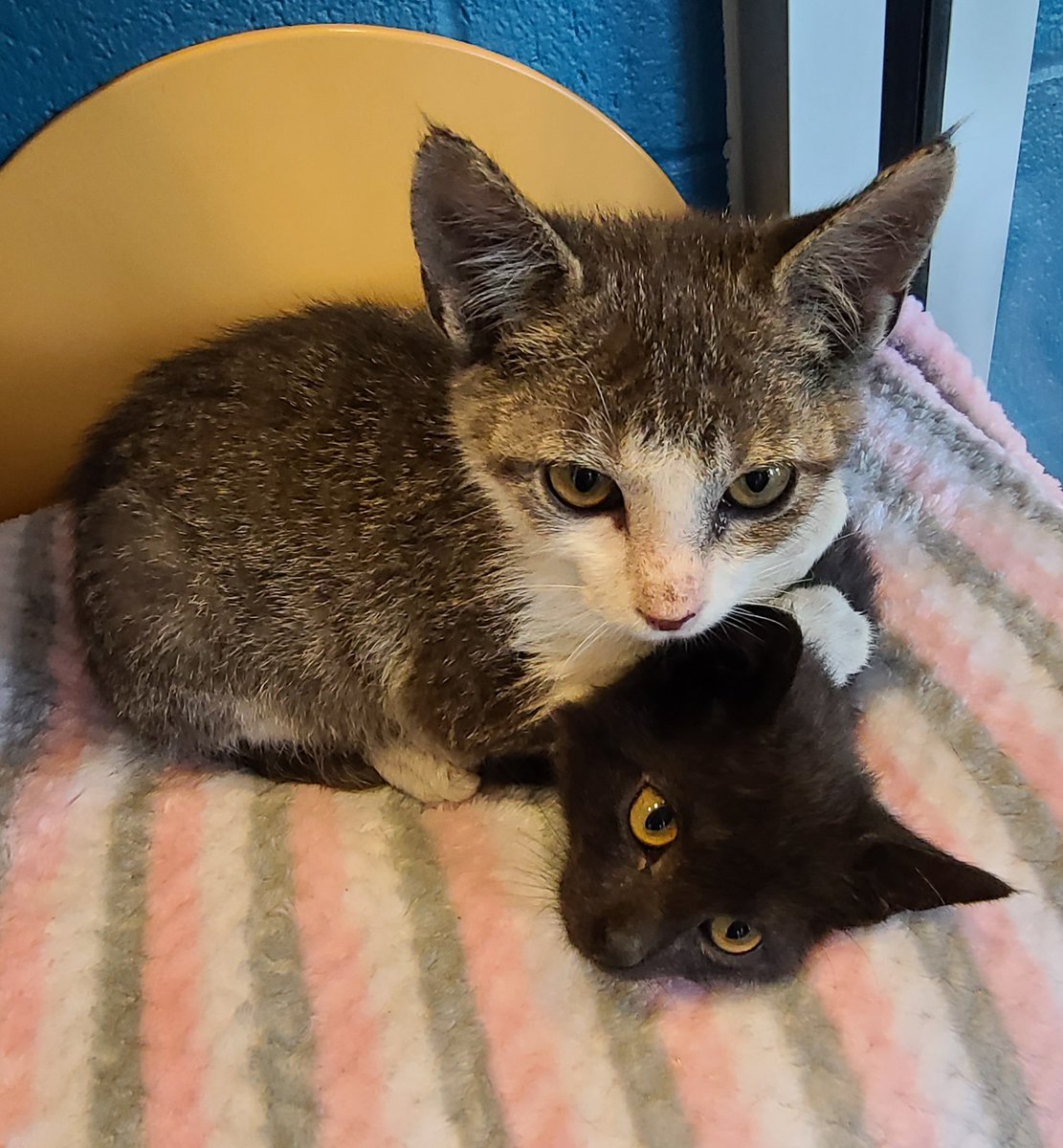 kshumanesociety's tweet photo. Eddie refuses to stop laying on top of Chrissy #SiblingProblems
Kittens just like Eddie & Chrissy will be $10 starting tomorrow July 22-24, and adult dogs will be $25 thanks to @bestfriends! #BringHomeHappiness
Eddie: https://t.co/gaS5cMxnH6
Chrissy: https://t.co/yA8usqdb30 https://t.co/z2LkalZsdo