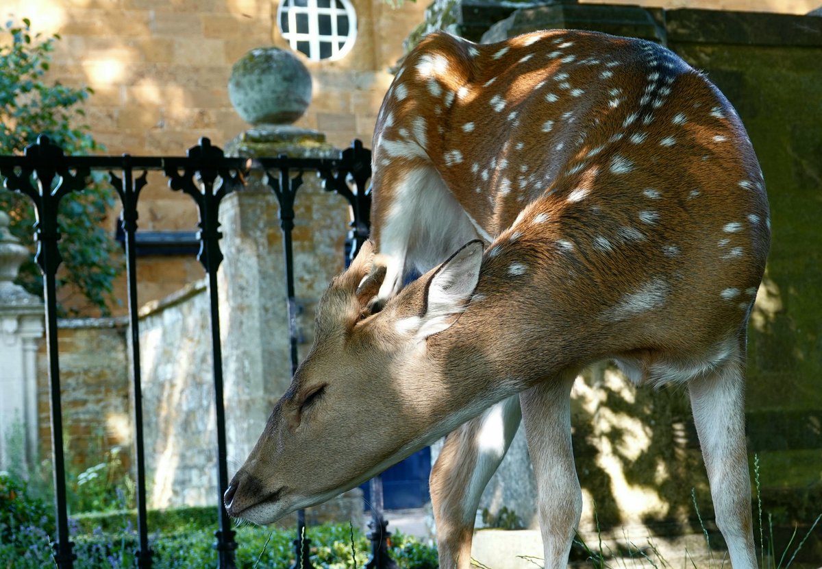 AdeysAlthorp's tweet photo. This Axis deer has the look of sheer bliss on its face after finding a very cool corner @AlthorpHouse 
Most of the deer have disappeared into the woodland to keep cool this week. I don't blame them.
Conservation@althorp.com  #deerpark #spencerestates #animalsofalthorp #deer https://t.co/iBTyXo9thg