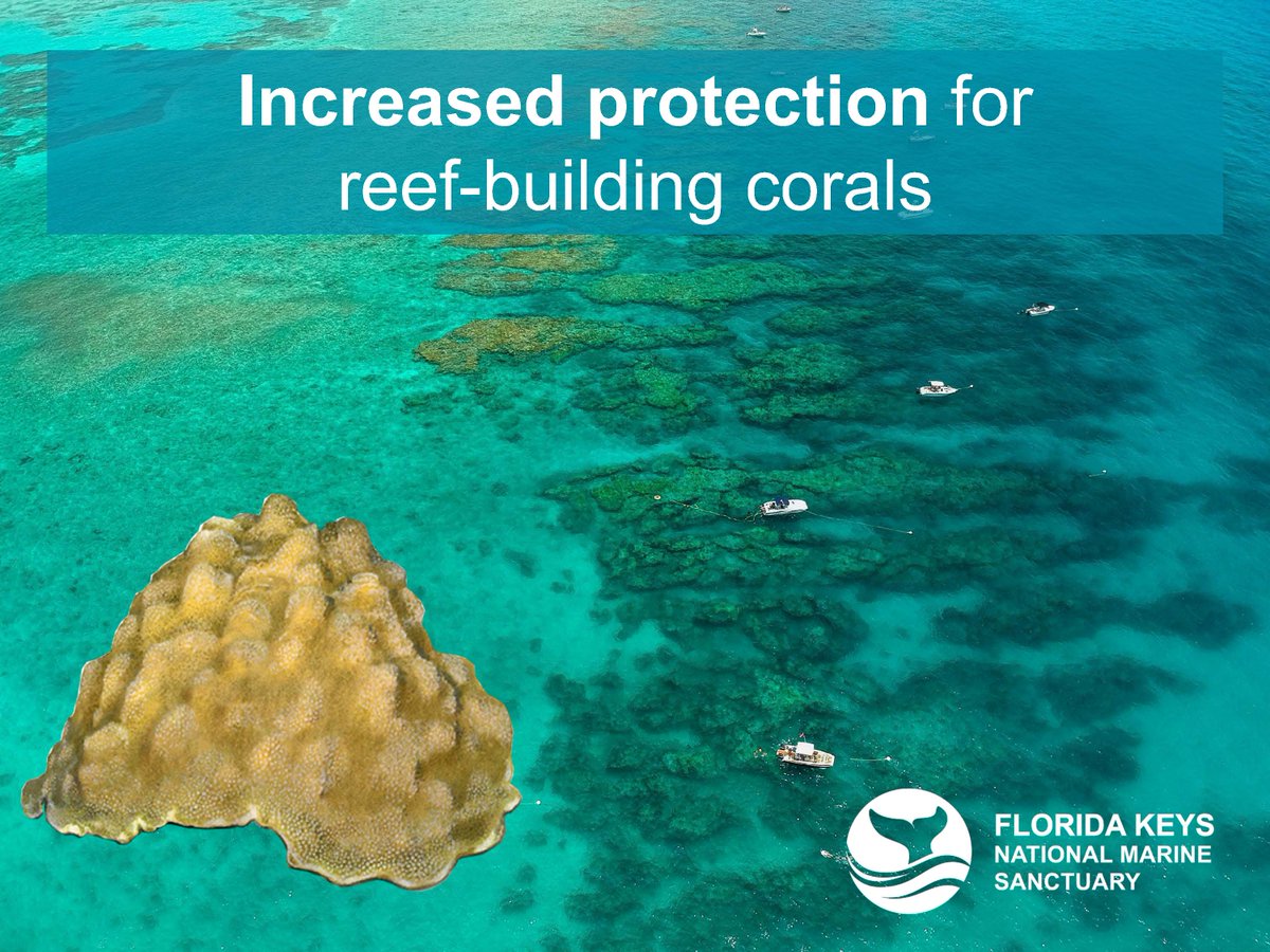 FloridaKeysNMS's tweet photo. @FloridaKeysNMS is at risk due to hurricanes, diseases, vessel groundings, rising ocean temperatures, pollution, and human interactions. @NOAA is proposing more protection for reef-building corals that will contribute to overall ocean health.
Learn more:
https://t.co/he82lvv1Ox https://t.co/MjGfIz4yaA