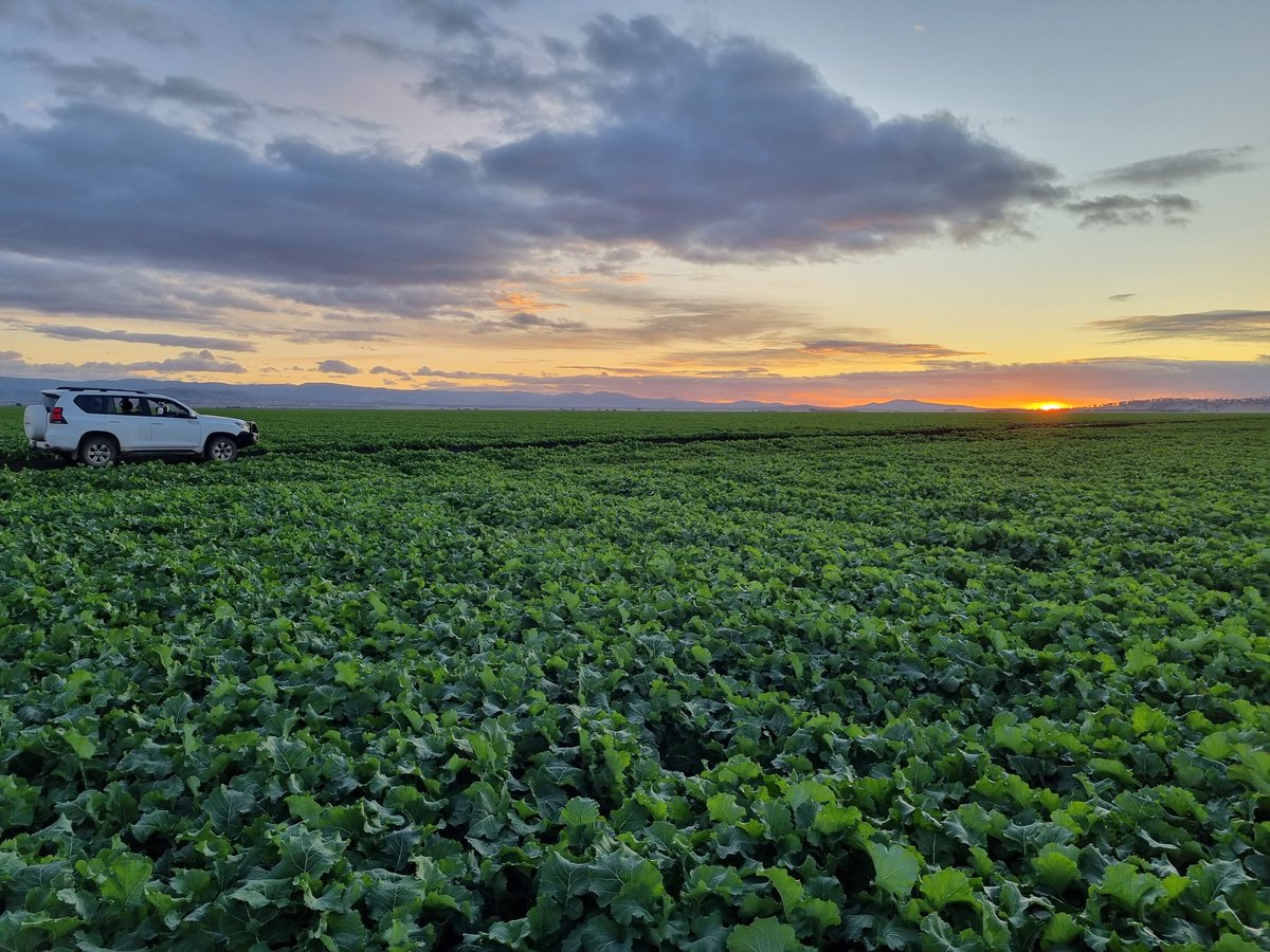 Anthony Gordon tweet media