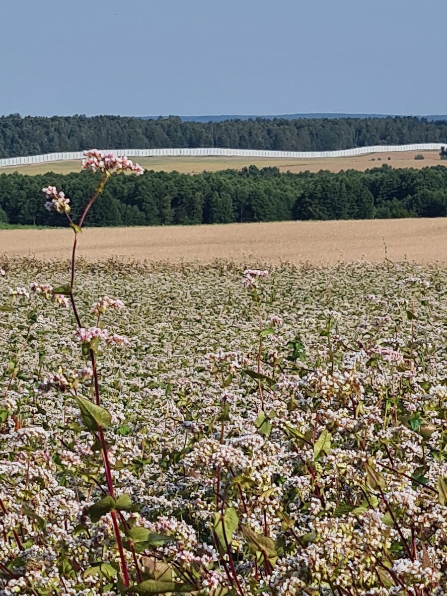 ThunJanowski's tweet photo. Gdzie bursztynowy świerzop, gryka jak śnieg biała, Gdzie panieńskim rumieńcem dzięcielina pała,
A wszystko przepasane, jakby wstęgą, miedzą.

#Usnarz #granica https://t.co/LBcQI0XI5s