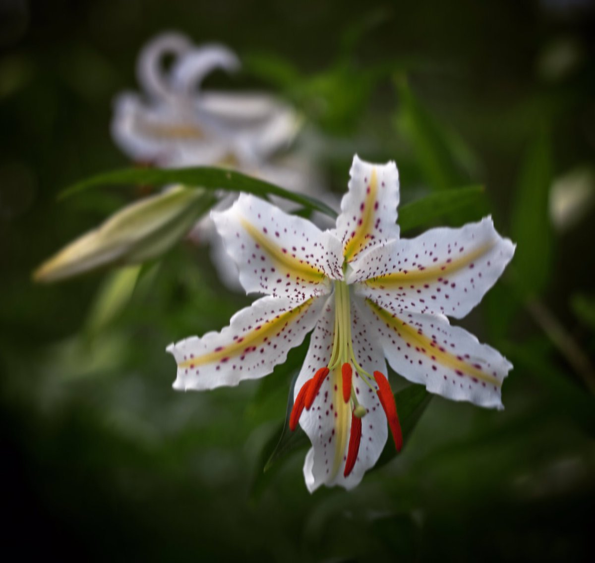 newratcom's tweet photo. ・
ｆｌｏｗｅｒ
・
・
#nature #flower #green
#leaf #goldenrayedlily
#naturephotograph https://t.co/rUg4hztwbq