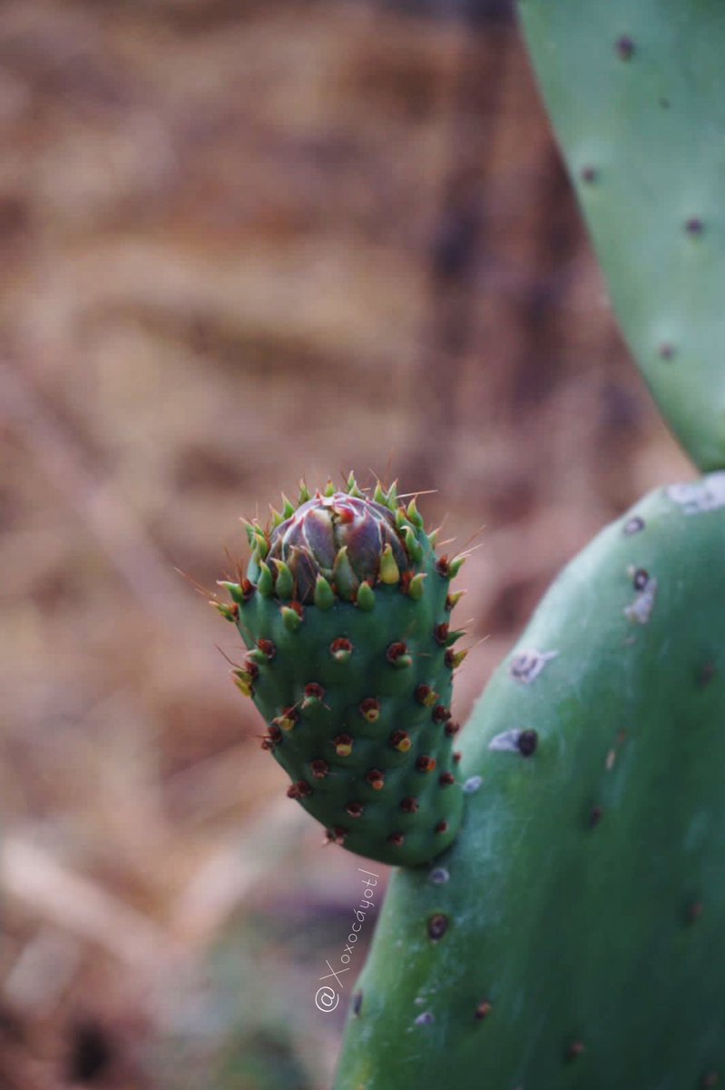 xoxocayotl's tweet photo. Que tengan un bello #JuevesDeAntesYDespués 🪴Nos fue posible capturar el desarrollo de nuestra primera #Nochtli o #Tuna 🌵Es de un #NopalSilvestre pero tenemos la curiosidad de saber de qué color será al madurar 🌸 Sería una buena oportunidad de propagar #Nopalli por #Semilla 🌱 https://t.co/0BD9aD0p6T