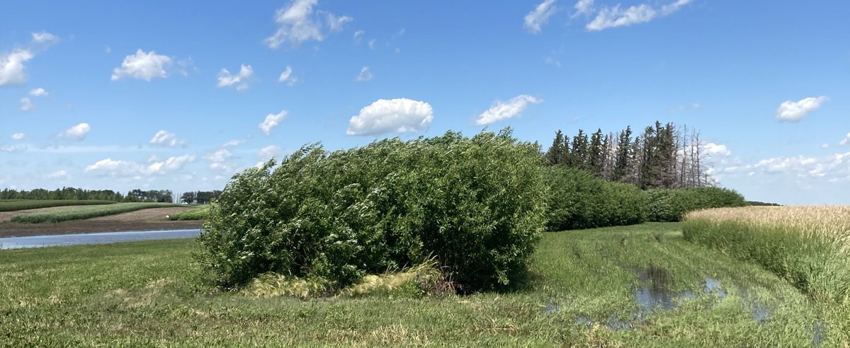 Sask_Agroforest's tweet photo. Didn’t think I would need a boat to collect some willow leaves in the middle of July. @raju_aafc 5 inches of rain should make the willows happy. #biomass https://t.co/Ouxd3EqPbZ