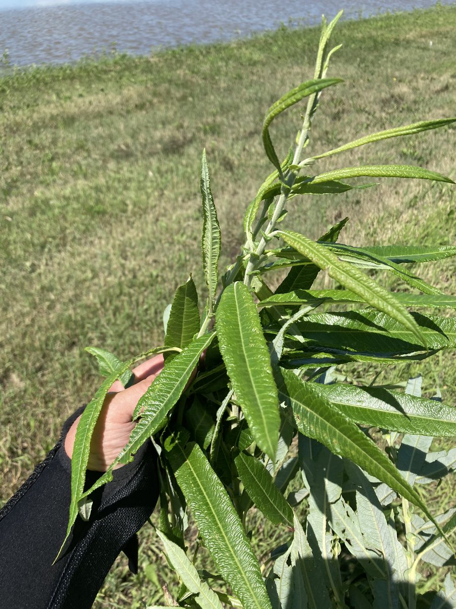 Didn’t think I would need a boat to collect some willow leaves in the middle of July. <a href="/raju_aafc/">raju_aafc</a> 5 inches of rain should make the willows happy. #biomass