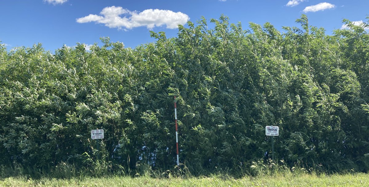 Sask_Agroforest's tweet photo. Didn’t think I would need a boat to collect some willow leaves in the middle of July. @raju_aafc 5 inches of rain should make the willows happy. #biomass https://t.co/Ouxd3EqPbZ
