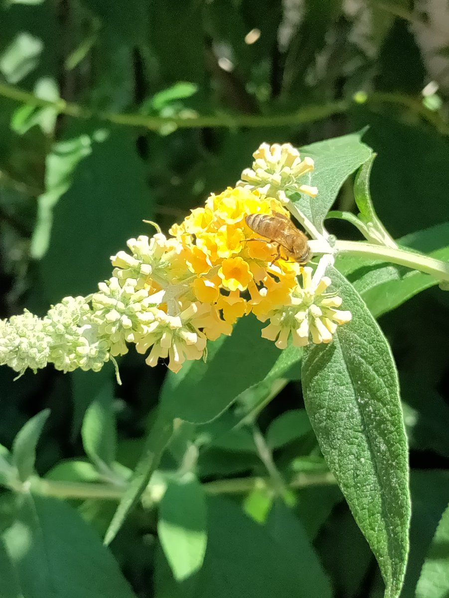 TreesNewYork's tweet photo. #Butterflybush attracts #butterflies, but the #flower is not a #hostplant to caterpillars of any #nativebutterfly species. Some great native alternatives that will support a thriving #butterfly colony from larva to adulthood include #Sweetpepperbush, #Buttonbush & #NewJerseyTea! https://t.co/DmJ4TfZ9J0