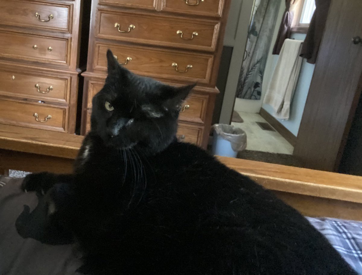 Bootheoneeyeca1's tweet photo. I demand total attention from my hooman to pet me! #CatsOfTwitter #oneeyedcat https://t.co/1Ea4gAG22v