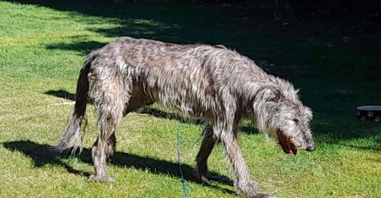 millypod1's tweet photo. π18 JULY 2022 #Lost ALFIE #ScanMe
(14 Years old ) Grey Deerhound Male
(Poss got dementia)π’
Bank View #Goostrey #Cheshire #CW4
nr by:#Cranage #JodrellBank #TwemlowGreen #HolmesChapel #Allostock
PLZ βοΈ07868 605334/07388 454598
https://t.co/UYztnurOBY
https://t.co/ZmB9fYhzQZ https://t.co/FzgDKrgMox