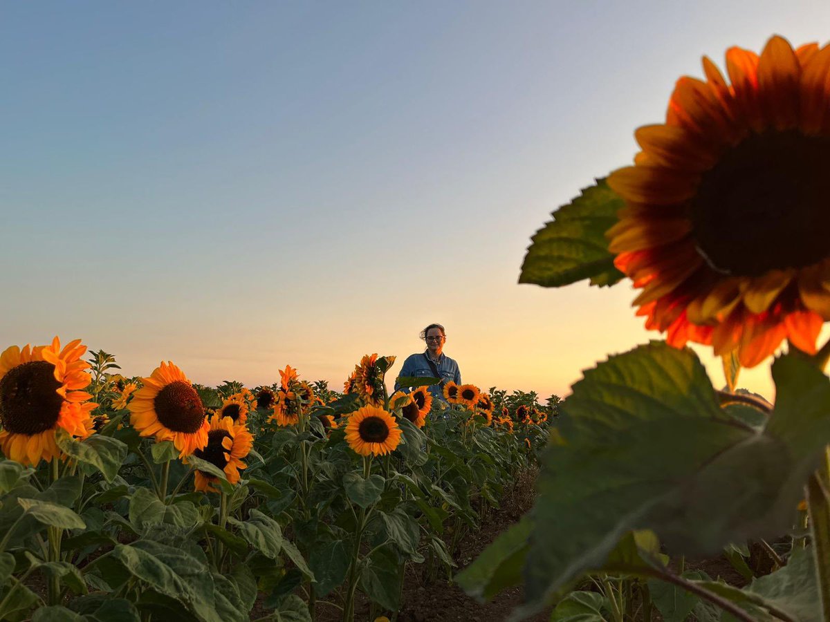 ladypuddy's tweet photo. After years of wanting to go, last night we made it. And I loved it π #rhosilli #sunflower #wales #westwales https://t.co/RTTz39QgqD