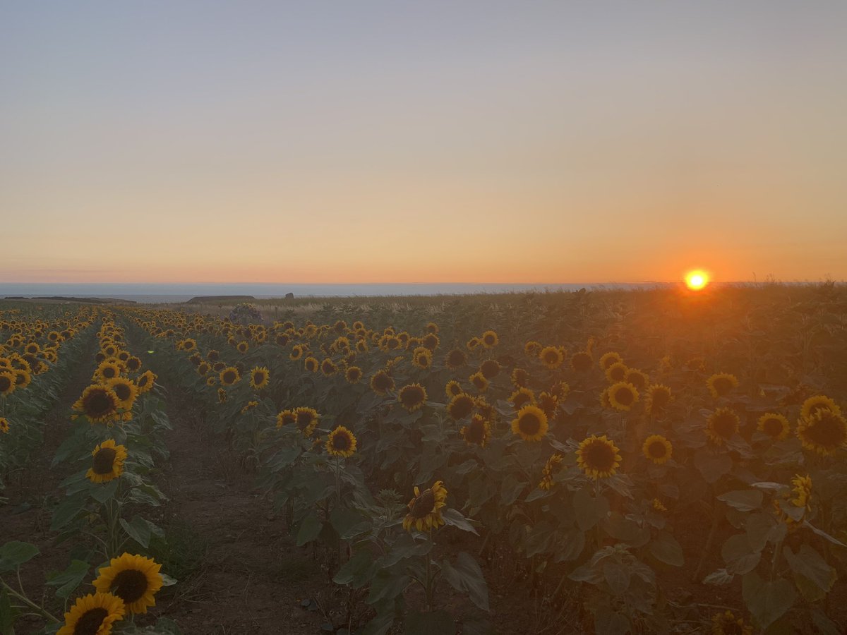 ladypuddy's tweet photo. After years of wanting to go, last night we made it. And I loved it π #rhosilli #sunflower #wales #westwales https://t.co/RTTz39QgqD