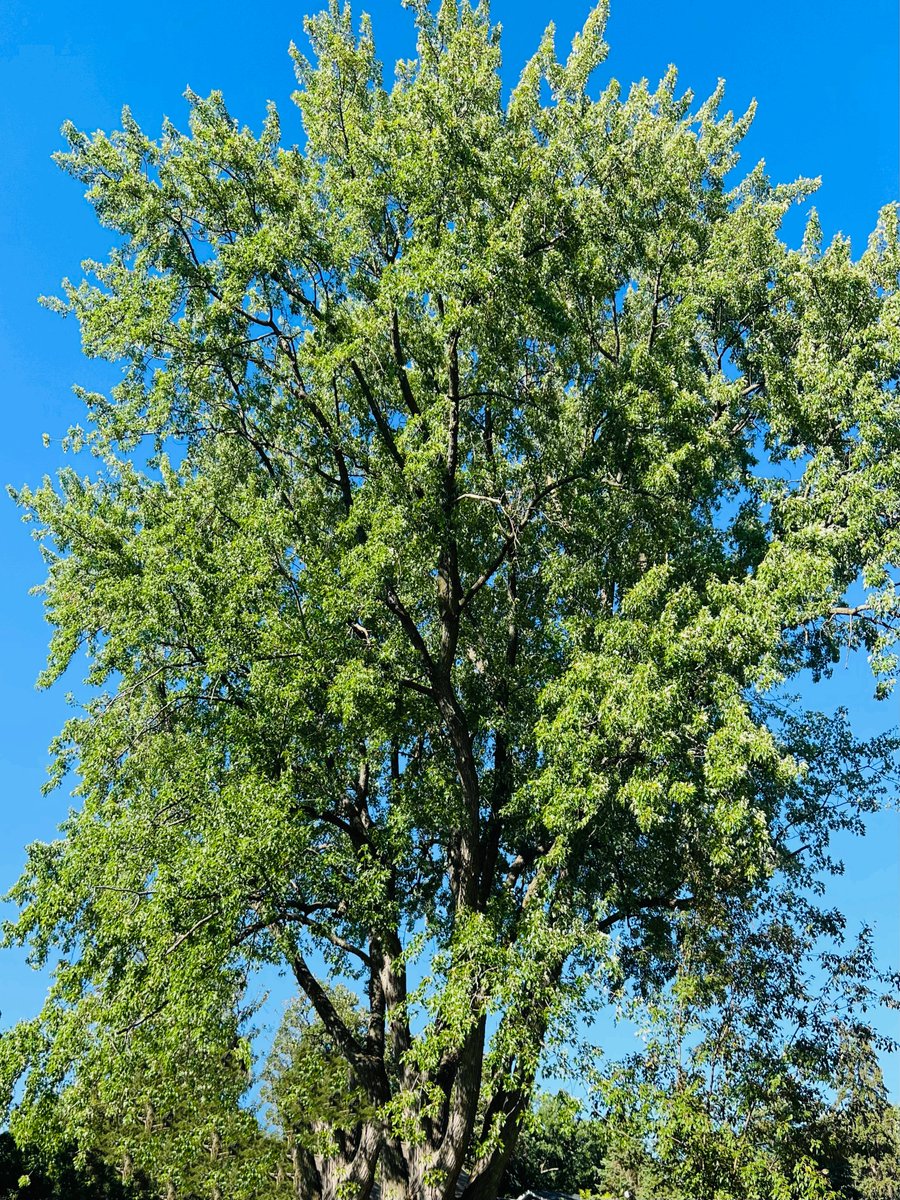 Jesse D Lifson tweet media