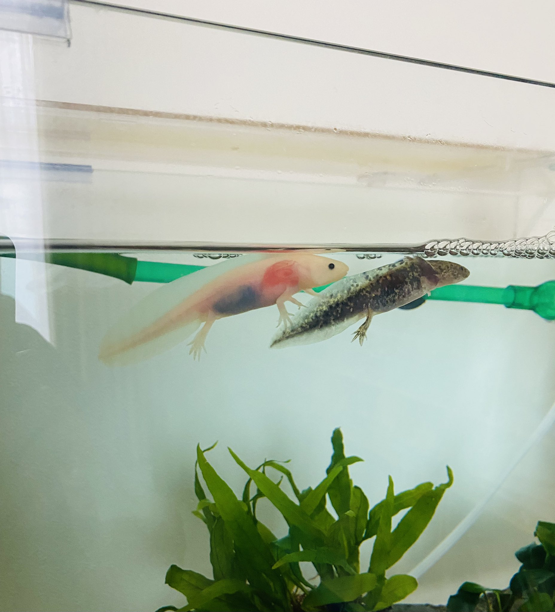 ともちん Tomochinikimono Twitter