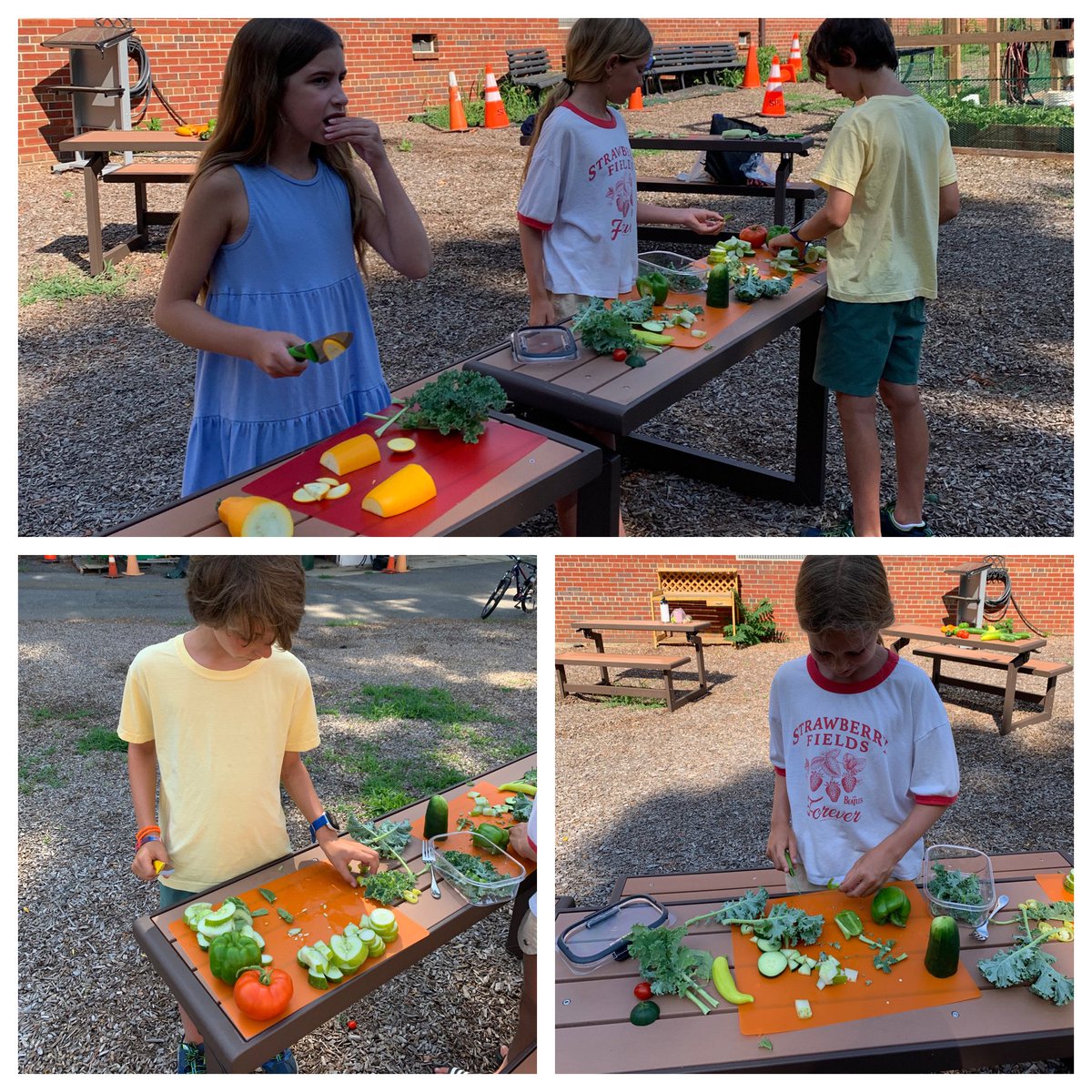 CP (@mrspetersonsbs4) on Twitter photo Another productive day at the SBS garden. It was hot but our fresh salads were were worth it. <a href="/SBS_Tigers/">Shrewsbury Boro Sch.</a> @salway_mrs <a href="/RAnsellMUEdD/">Roseanne E. Ansell, Ed.D.</a> Another productive day at the SBS garden. It was hot but our fresh salads were were worth it. <a href="/SBS_Tigers/">Shrewsbury Boro Sch.</a> @salway_mrs <a href="/RAnsellMUEdD/">Roseanne E. Ansell, Ed.D.</a>