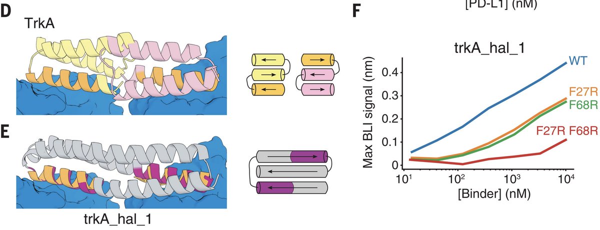 @dougtischer linked together 2 binding sites to create a symmetric dimeric binder of the TrkA receptor involved in various diseases, showing that we can design binders to multiple targets in a geometrically defined way. This is crucial for modulating real signaling pathways. 6/8