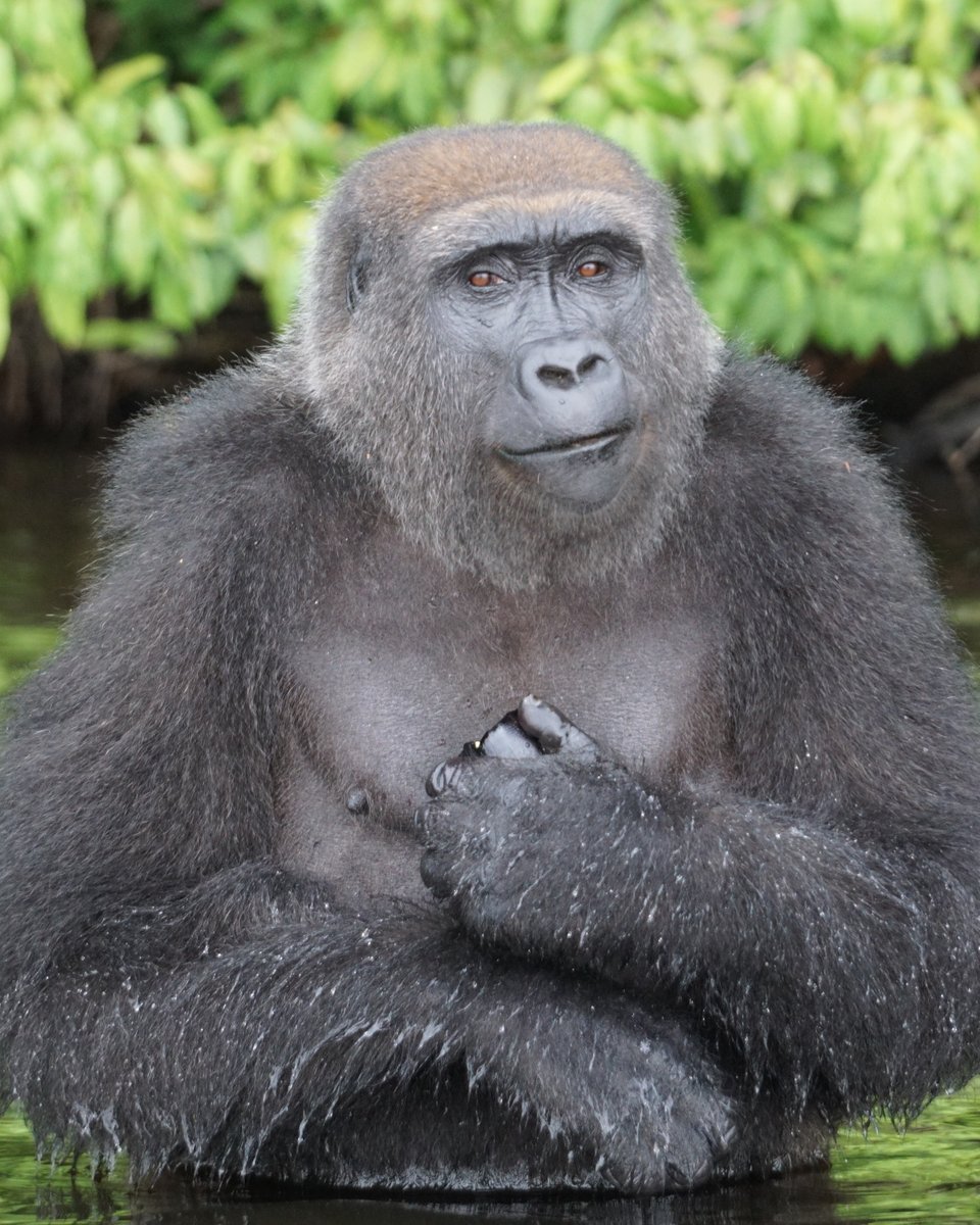 FOURPAWSUSA's tweet photo. Meet beautiful Belinga! Like many other #gorillas @gorillasgabon, she was rescued from poachers who stole her as a part of the illegal bushmeat trade. Belinga is known a very patient gorilla who avoids unnecessary fights and likes to live a quiet life at the sanctuary. https://t.co/K7eT3vG2Dw