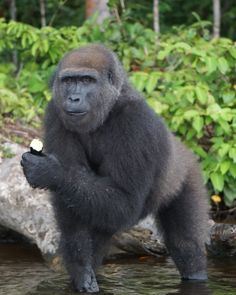 FOURPAWSUSA's tweet photo. Meet beautiful Belinga! Like many other #gorillas @gorillasgabon, she was rescued from poachers who stole her as a part of the illegal bushmeat trade. Belinga is known a very patient gorilla who avoids unnecessary fights and likes to live a quiet life at the sanctuary. https://t.co/K7eT3vG2Dw