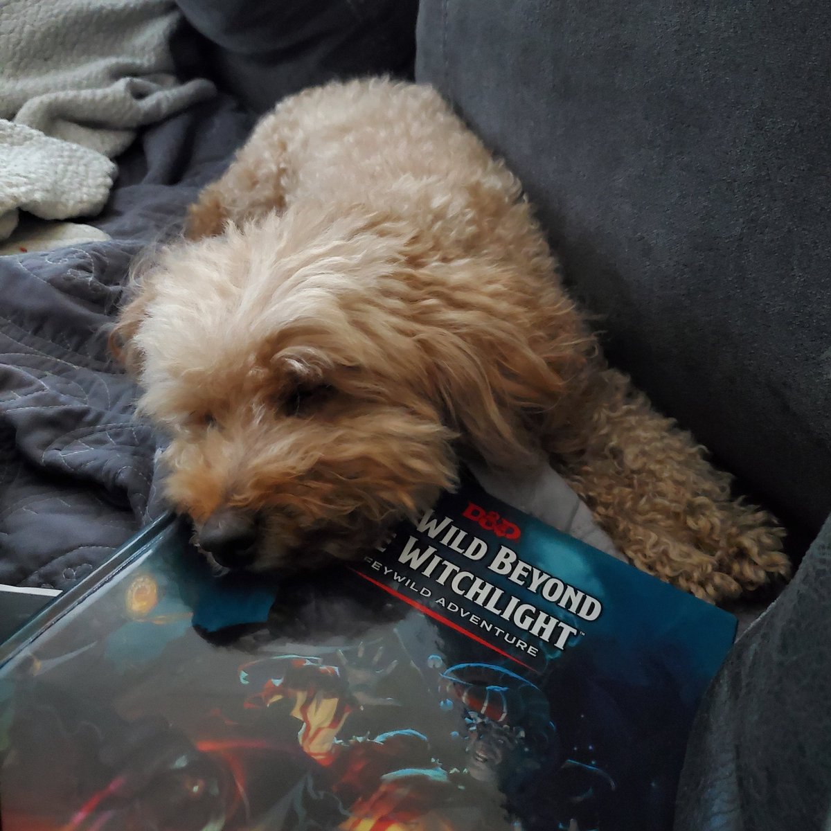 futurexmsmalcom's tweet photo. Um. I was gonna read that, sir.
#dndog https://t.co/Mt0lLZjUty