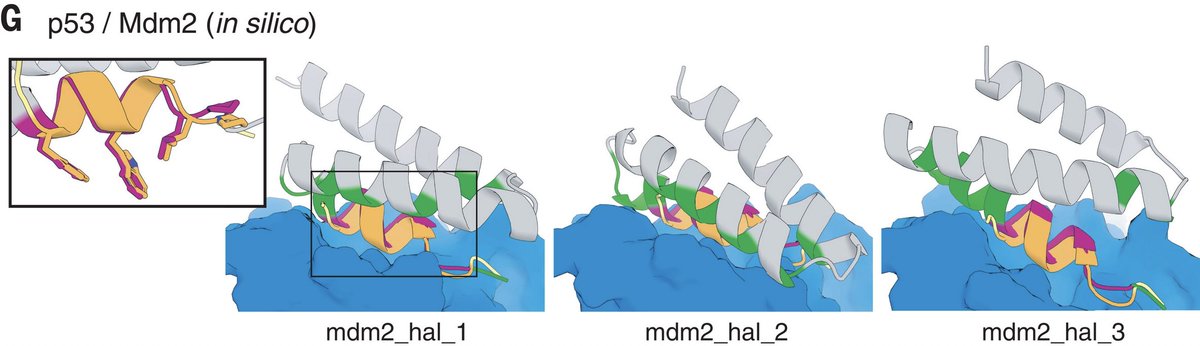 @sid_thesci_kid and I used hallucination to create protein binders, both by scaffolding a binding motif, and with only the target as input. This 'de novo' binder hallucination uses the ability of RosettaFold to model interactions between protein chains. 7/8
