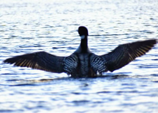 KDianePick's tweet photo. Our neighbour stopped by for a visit tonight.  The Loon is a solitary bird that symbolizes tranquility, serenity and the reawakening of old hopes, wishes and dreams.❤️ living in @PtboCounty #NaturePhotography #serenity #hopes &amp; #dreams. https://t.co/k4QPxS2t8F