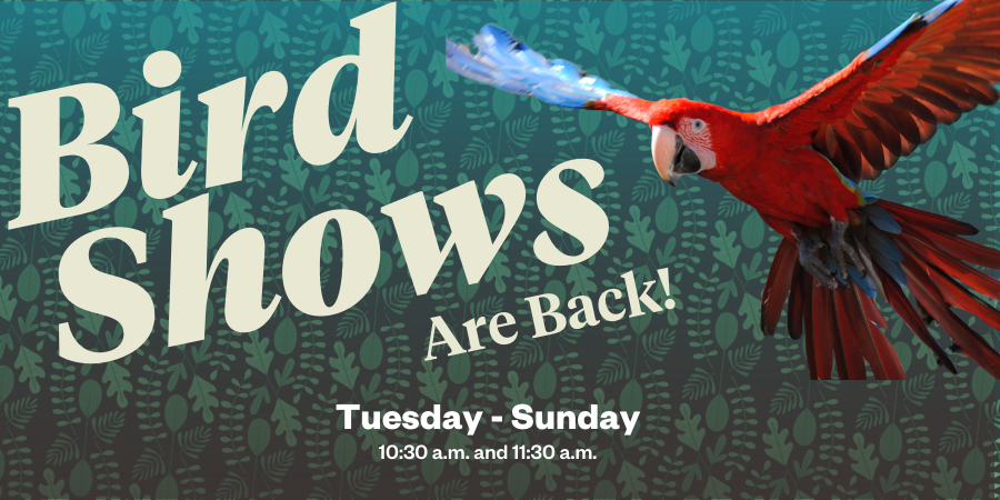 TracyAviary's tweet photo. You read that right! Our #BirdShow is back! Join us daily, Tuesday - Sunday at 10:30 a.m. and 11:30 a.m., in our indoor bird show theater to experience the thrill of birds flying overhead, participate in interactive experiences and learn about the world of birds. #TracyAviary https://t.co/1VqdAhglwZ