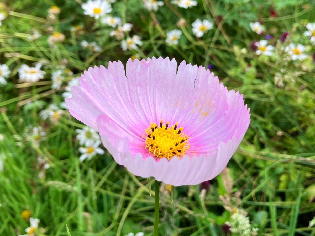 #cosmos cupcake 🙂💚 

#GardeningTwitter