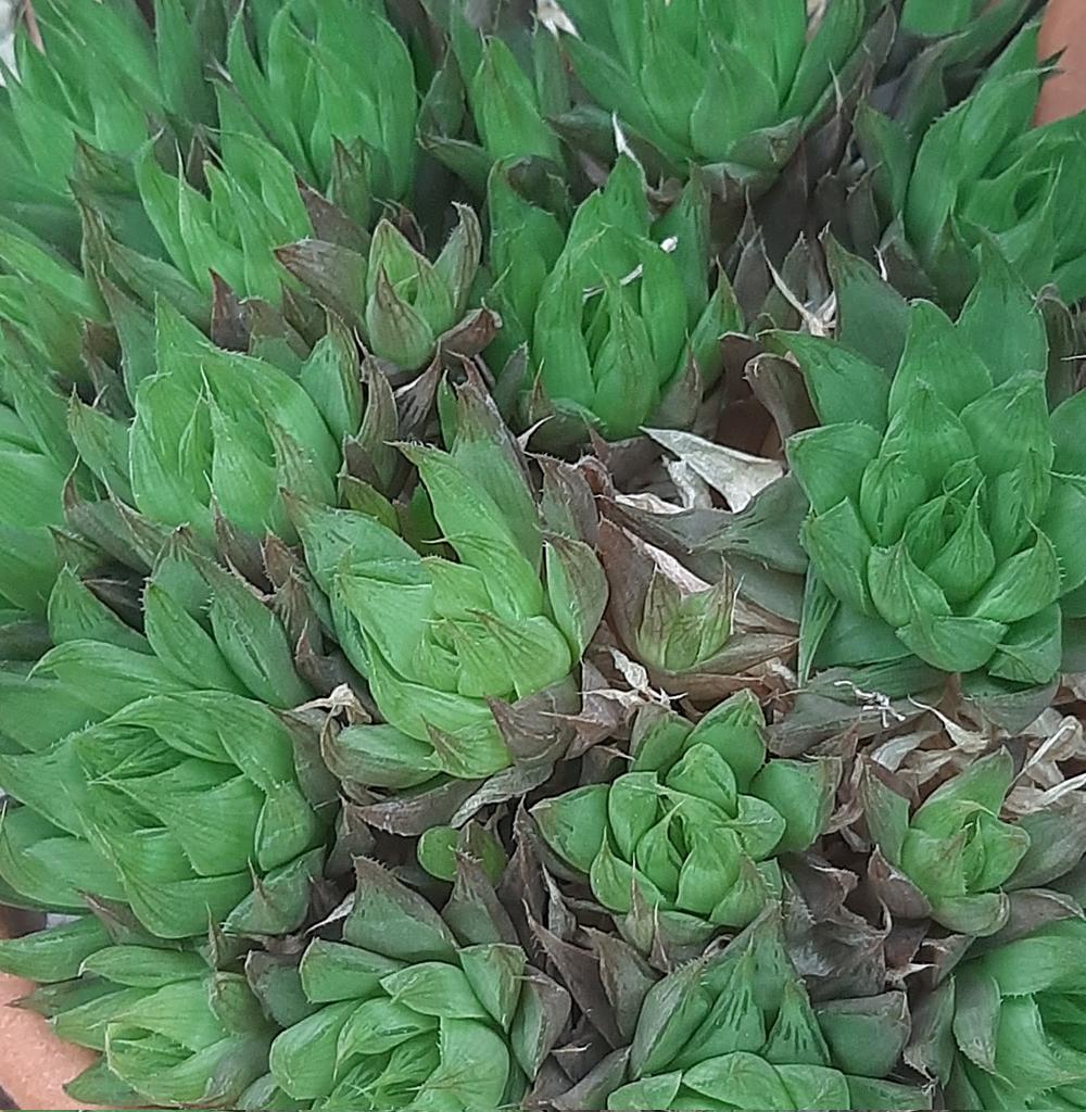 Suculentascom's tweet photo. Haworthia cooperi. https://t.co/huLc5ePJxC