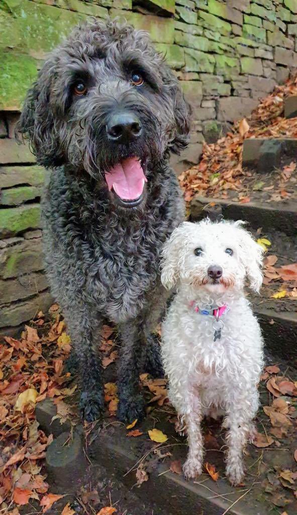 FrancineMWarren's tweet photo. @KMScattergood I’ve shared this before, but I don’t know where they’re hiding right now! So here’s Joey (left) and Rose (right). https://t.co/SXxnWd6xSd