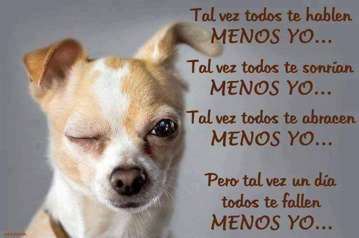 criptanaAni's tweet photo. Abracen mucho que la vida vuela
#FelizDiaDelPerro #dogsoftwitter #criptananimal #stopabandonoanimal #CastillaLaMancha https://t.co/XTuiYQvx48