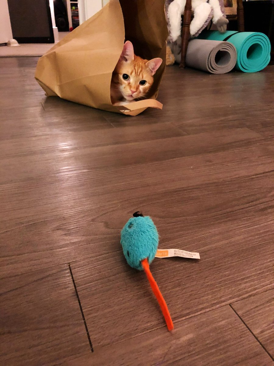 milo_orang's tweet photo. Target acquired https://t.co/cy4Cwq6dBe