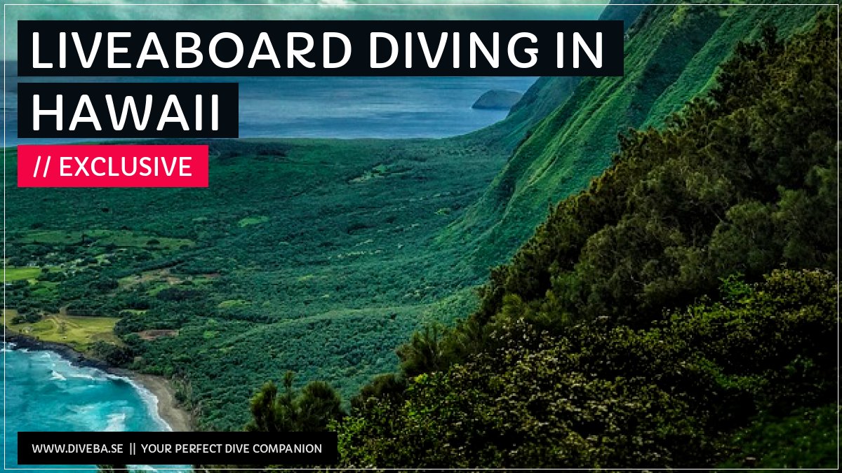 divebaseapp's tweet image. Todays highlight: 

✔ Liveaboard diving in Hawaii

📲 Download the #Divebase App for iOS and Android and discover great dive locations! go.diveba.se