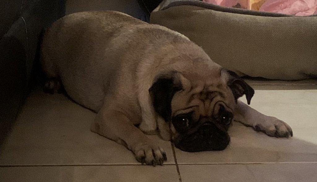 SolSedanof's tweet photo. Hoy felicitamos a la segunda Reyna de la casa por ser día mundial del  perro 🐶quienes nos traen alegrías a nuestra vida  
#cuidemosalasmascotas 
#adoptemos https://t.co/l6JXKczt9C