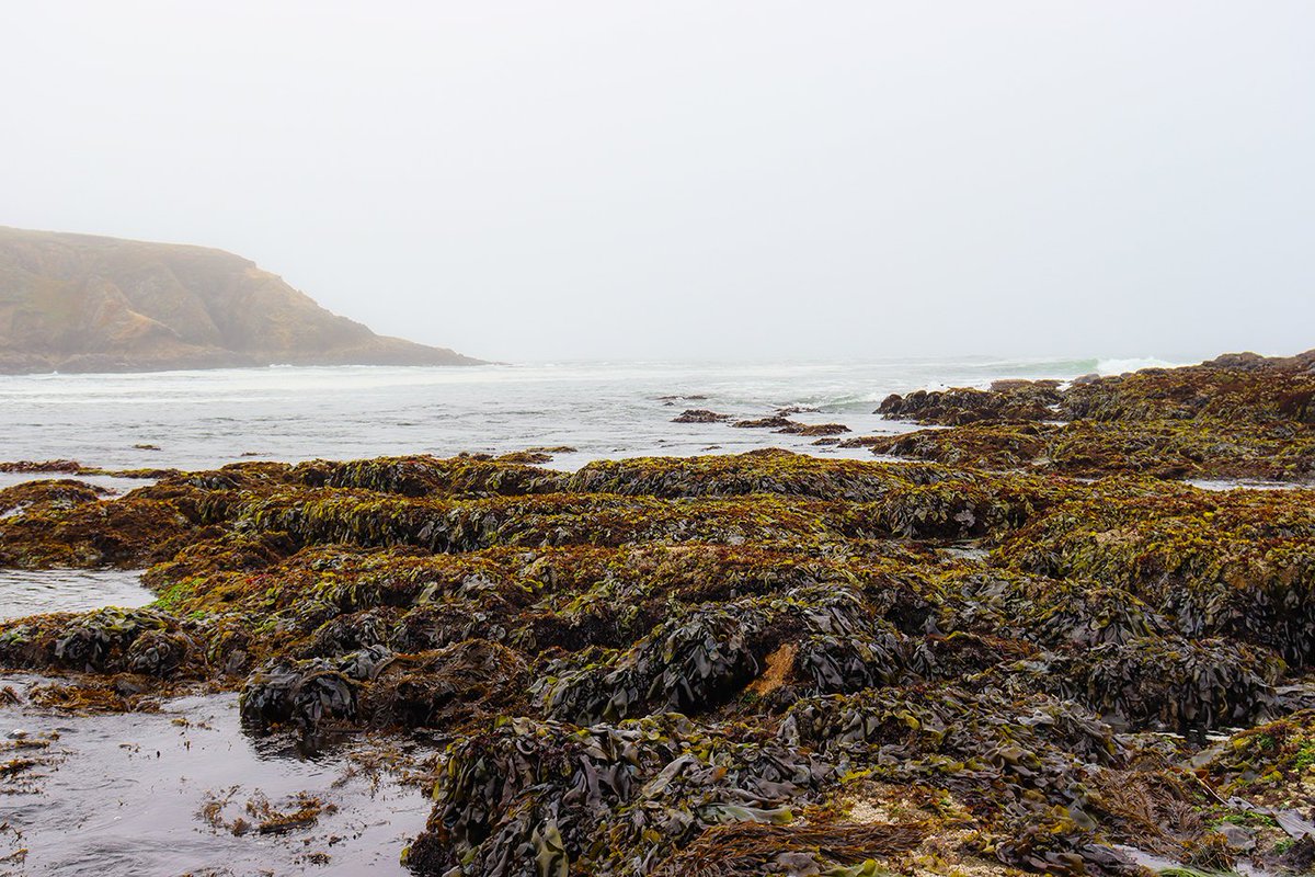 A view from Tuesday's low tide on the Bodega Marine Reserve, where students on a field trip with <a href="/ucdavis/">UC Davis</a> Ecological and Evolutionary Response to Rapid Environmental Change (EERREC), an <a href="/NSF/">U.S. National Science Foundation</a> REU program, got to explore the rocky #intertidal.