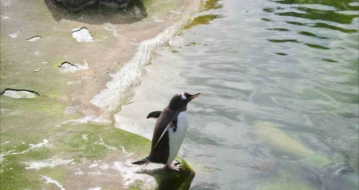 tyla85d's tweet photo. It's such a hot day that even the penguins can't take it anymore https://t.co/8l1DZLnGHw