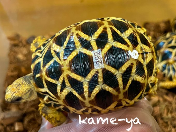 レプレプさん がハッシュタグ ビルマホシガメ をつけたツイート一覧 1 Whotwi グラフィカルtwitter分析