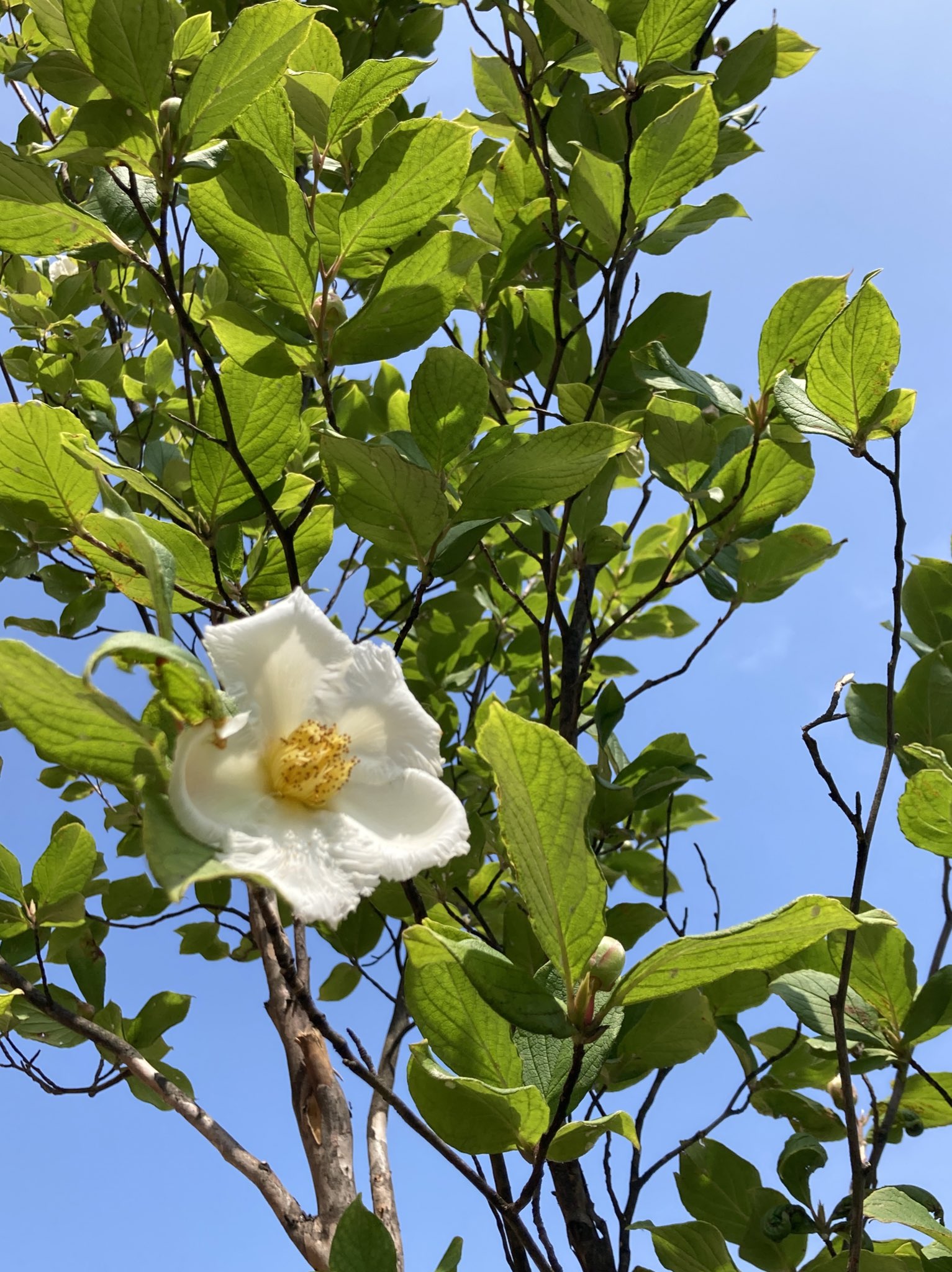 シャラの木 Twitter Search Twitter