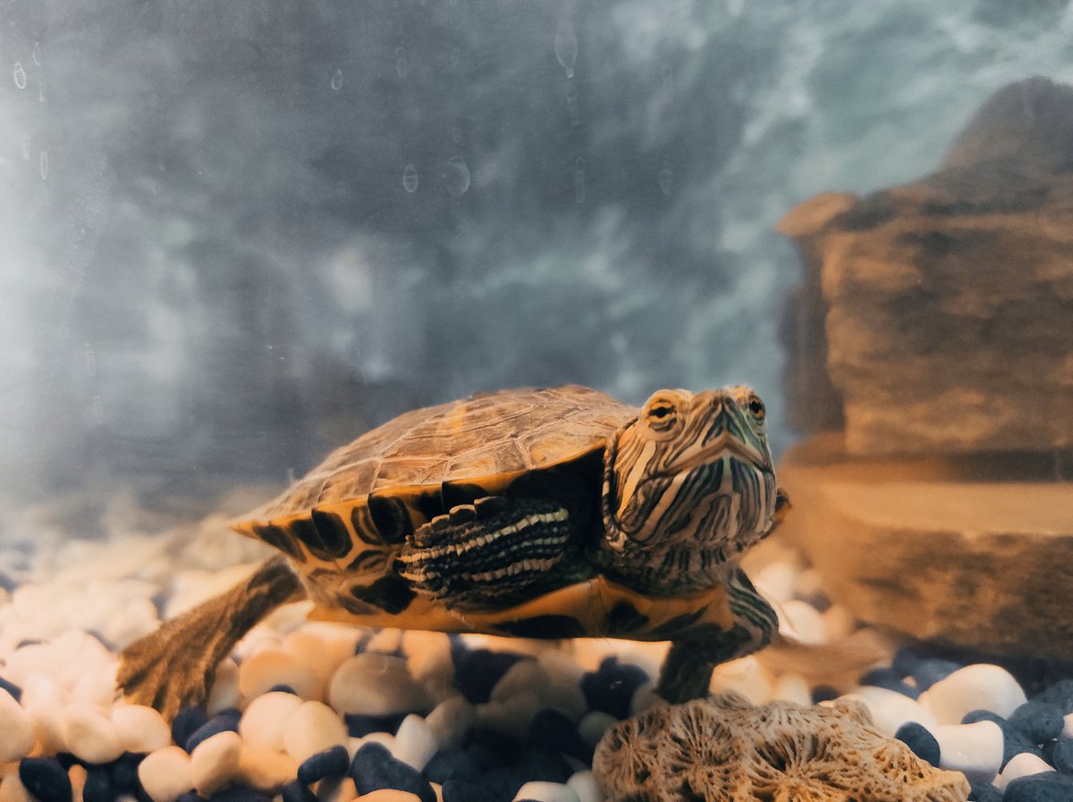 BongHit | WAGG 🌱 tweet media