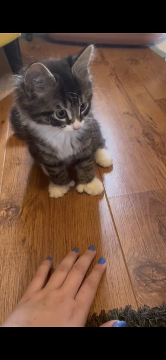 My boss’s cat is called Jam and he has real life thumbs!! Can we get a boop??