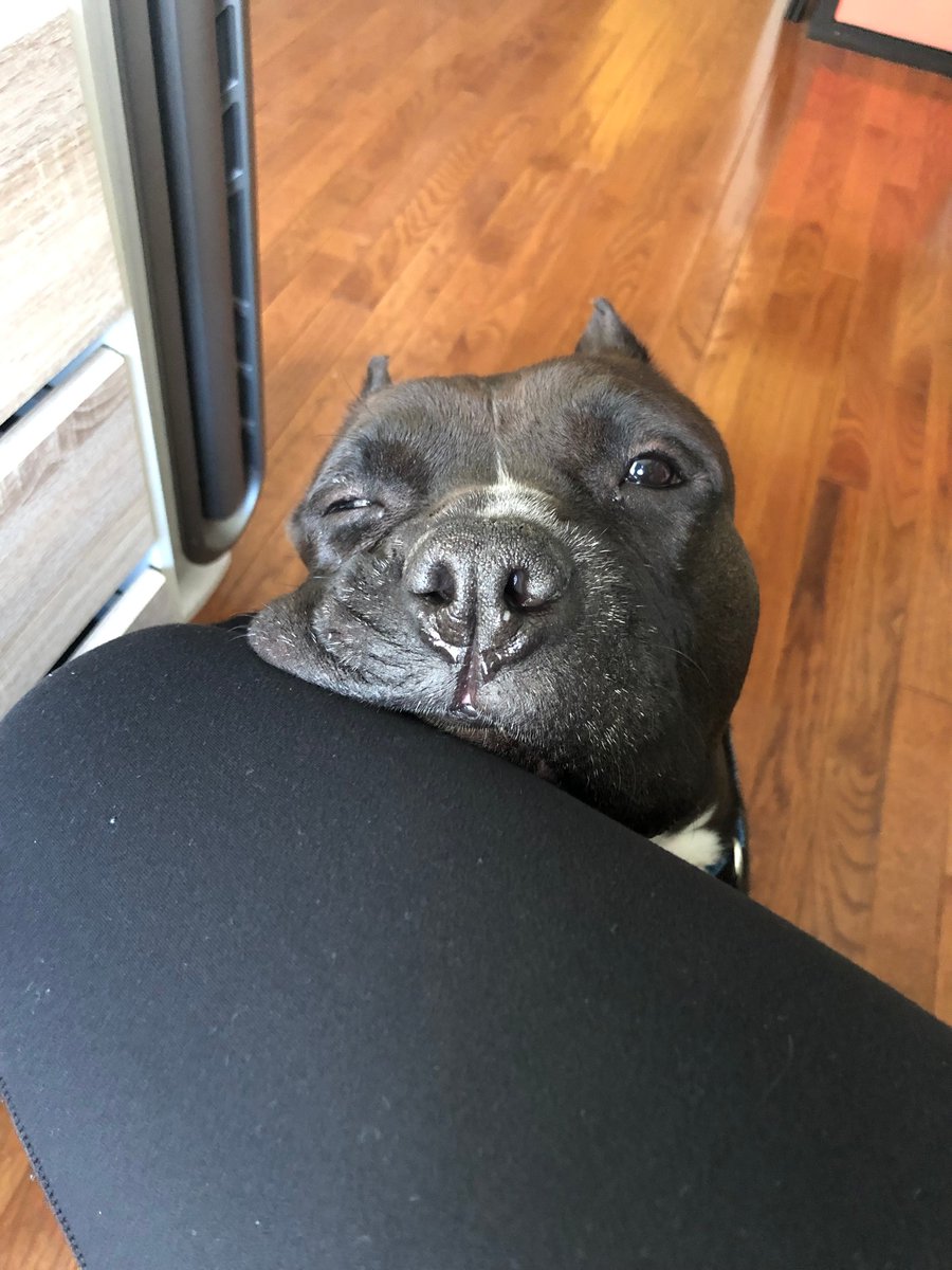 We feel the same way about this weather, Chloe. 

This cutie hasn't found her #furever yet, but we know it's out there. 

Whether it's Chloe or another pup, this weekend ALL adoption fees are $25 at our Philadelphia headquarters thanks to the <a href="/BISSELLPets/">BISSELL Pet Foundation 🐶🐱</a> #EmptytheShelters.