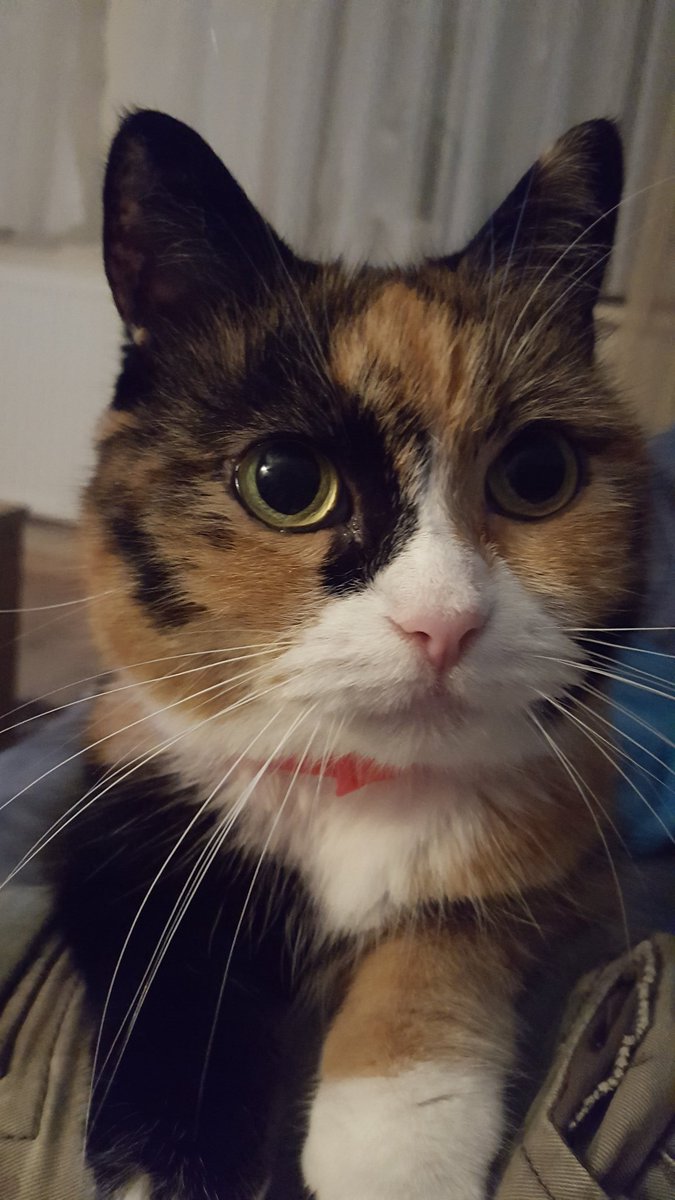 Pankercat's tweet photo. Pünkchten, EHK, 8 Jahre 
Sie bezaubert mich jedesmal mit ihren Augen 🥺
#GLPKatze https://t.co/nlGGHANBSX