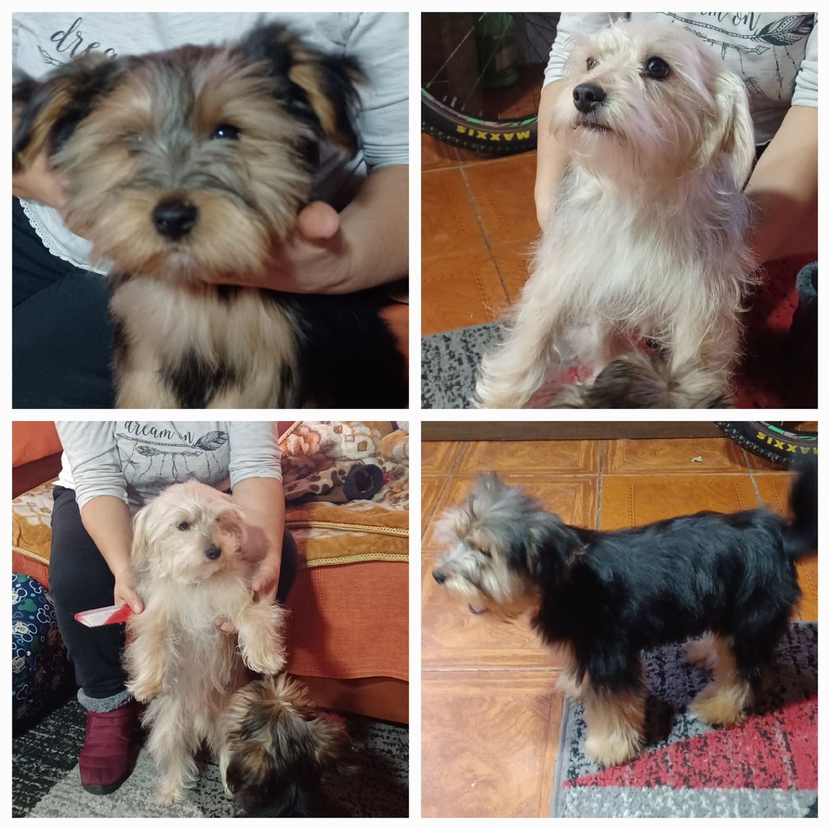 hikaro320's tweet photo. @lahoradejugarcl aquí nuestras mascotas aquikes y bengi los regalones de casa ...manden le un saludo a mi padre que esta hospitalizado en el sotero del rio por favor https://t.co/Av0ZGzRoEw