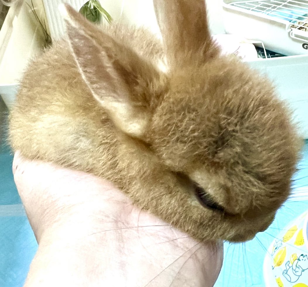 手乗りうさぎ Twitter Search Twitter